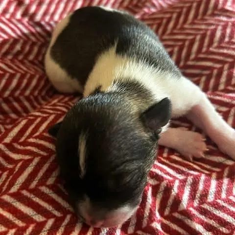 Nelson Liam thumbnail 3