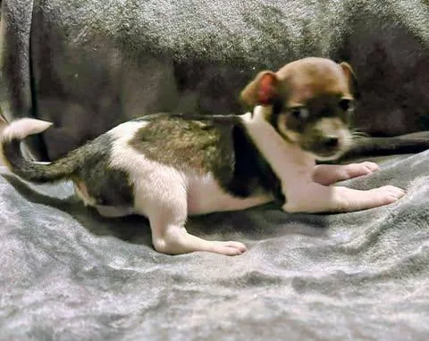 Nelson Liam thumbnail 4