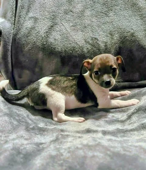 A baby small-sized male White / Cream Chihuahua dog named Nelson Liam for adoption in Zuni, VA