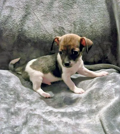 Nelson Liam thumbnail 5