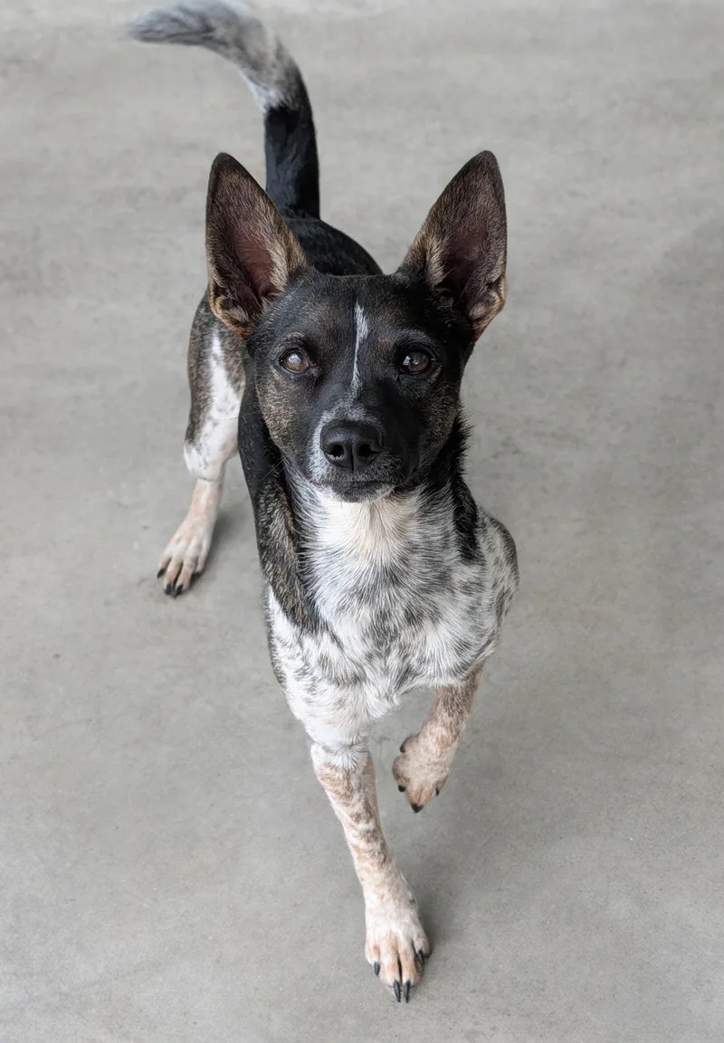 Diego