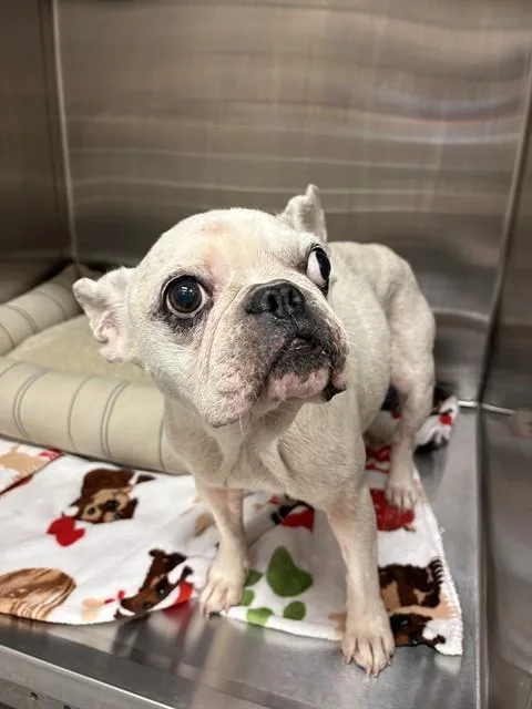 An adult small-sized female French Bulldog dog named Ms Daisy for adoption in Sugar Land, TX