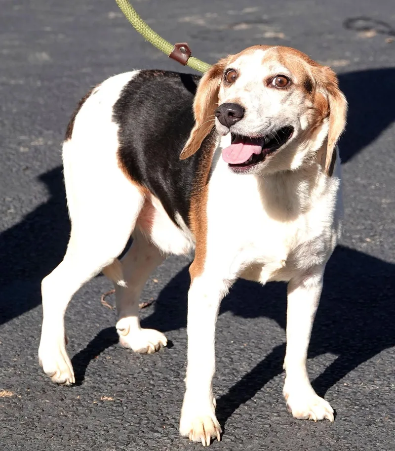 An adult medium-sized male Beagle dog named Snoopy for adoption in Millfield, OH