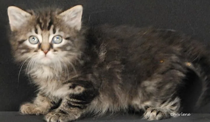 A baby medium-sized male Tabby (Brown / Chocolate) Tabby cat named Orbit for adoption in Newland, NC