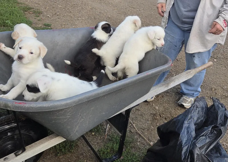 A baby medium-sized male White / Cream American Eskimo Dog dog named Cracker Jack for adoption in Saint Paul, MN