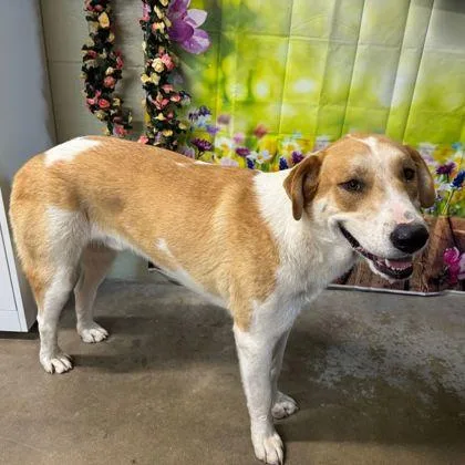 An adult large-sized male Hound dog named Samson for adoption in Westland, MI