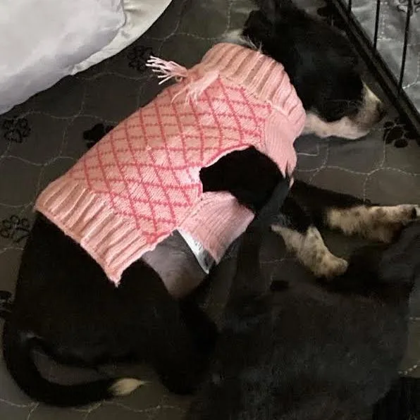 A baby small-sized female Black Chihuahua dog named Oats D for adoption in Minnetonka, MN