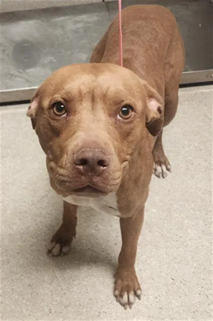 A young medium-sized female Pit Bull Terrier dog named Tiana for adoption in Bakersfield, CA