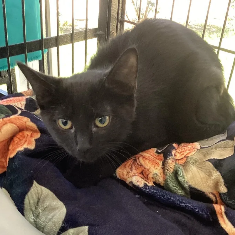 A baby small-sized male Domestic Medium Hair cat named Moon for adoption in Montgomery, AL