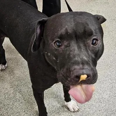 An adult large-sized female Black Mixed Breed dog named Scarlett for adoption in Jacksonville, FL