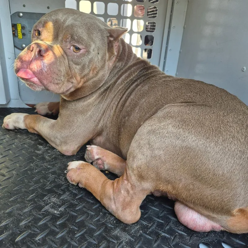 An adult medium-sized male Brown / Chocolate Mixed Breed dog named StrayndAvenue for adoption in Columbus, GA