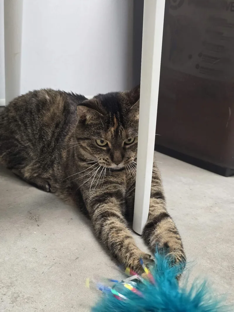 An adult medium-sized female Domestic Short Hair cat named Crimson for adoption in Iowa City, IA