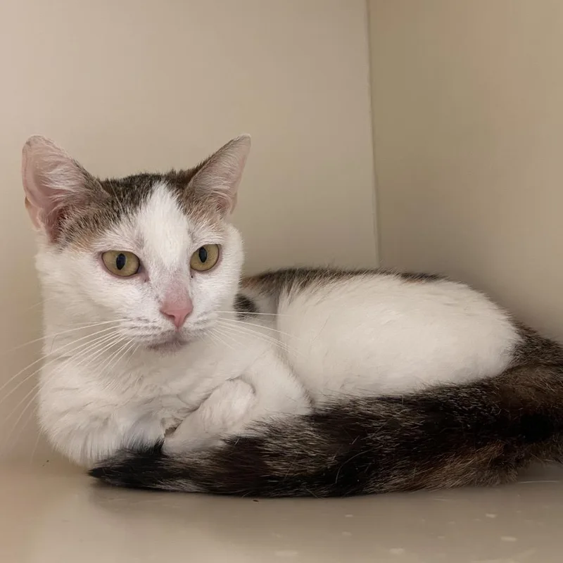 A young small-sized female Torbie Domestic Short Hair cat named Peaches for adoption in Waynesboro, PA