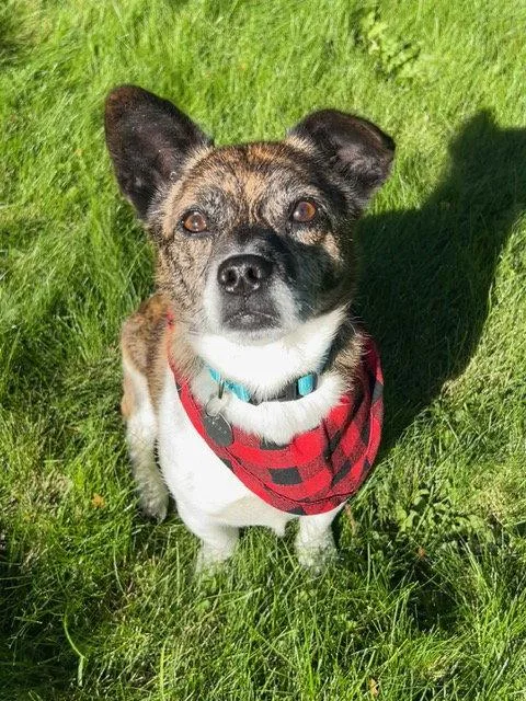 An adult small-sized male Chihuahua dog named Tim for adoption in Seattle, WA