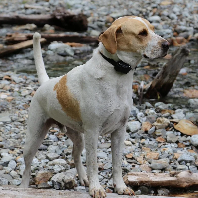 A senior medium-sized male White / Cream Pointer dog named Rocket for adoption in Cashmere, WA