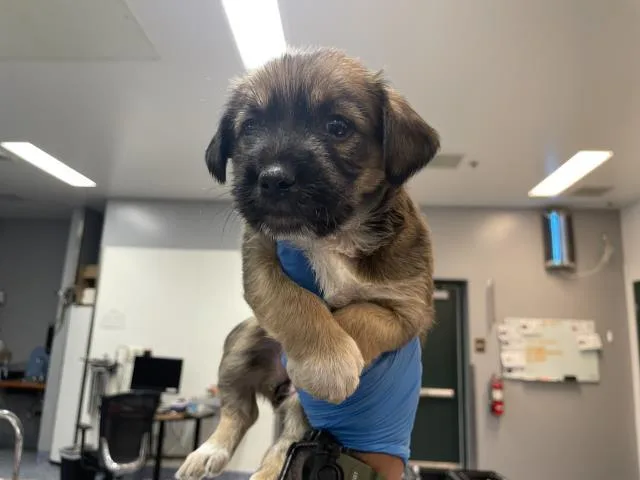 A baby small-sized female Terrier dog named Scruffy for adoption in Riverside, CA