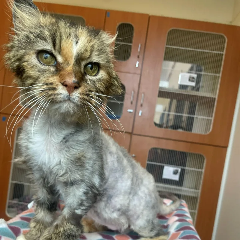 A senior medium-sized female Tabby (Brown / Chocolate) Domestic Medium Hair cat named Burnadette for adoption in Rochester, MN