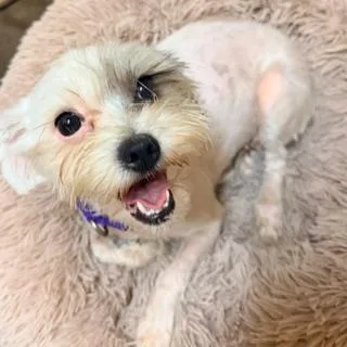 A young small-sized female Lhasa Apso dog named Poppy for adoption in Santa Monica, CA