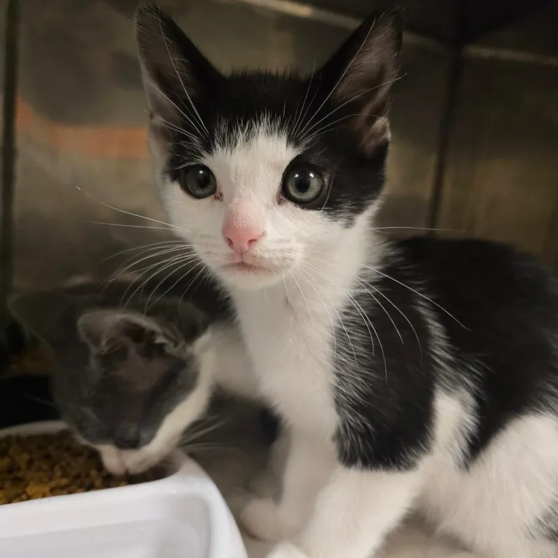 A baby small-sized male White Domestic Short Hair cat named Tigger for adoption in Waldorf, MD