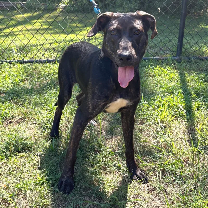 A young medium-sized female Black Labrador Retriever dog named Clover for adoption in Cabot, AR