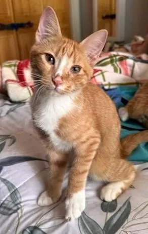 A baby medium-sized male Orange & White Domestic Short Hair cat named Peter for adoption in Roslindale, MA