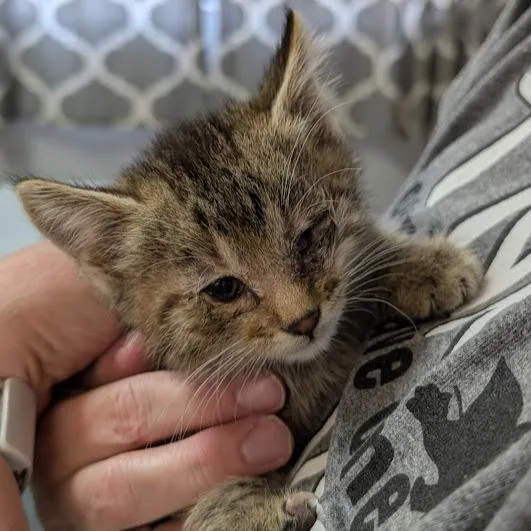 A baby small-sized female Gray / Blue / Silver Domestic Short Hair cat named Cannoli for adoption in Grand Island, NE