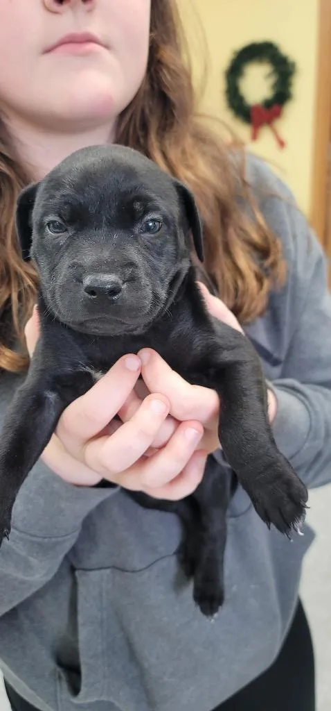 A baby small-sized female Mixed Breed dog named Savory for adoption in Syracuse, IN