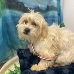 Gwenyth Pawltrow