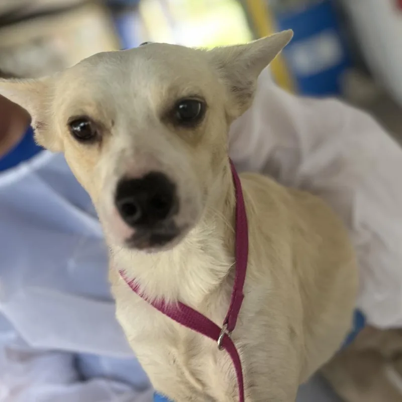 An adult small-sized male White / Cream Shepherd dog named Rd for adoption in Edinburg, TX