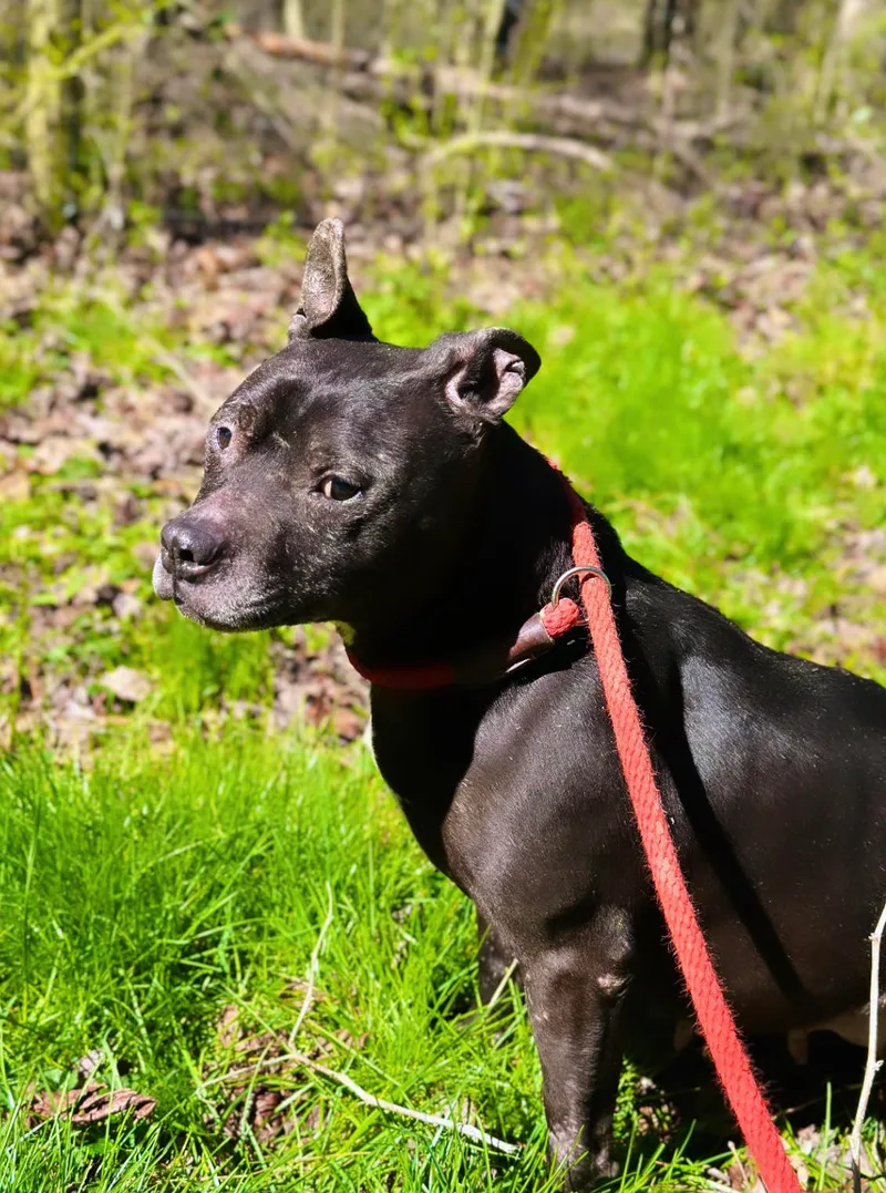 An adult medium-sized female Pit Bull Terrier dog named Jetta for adoption in Zuni, VA