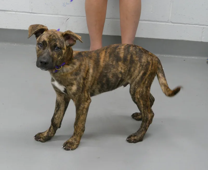 A baby medium-sized male Brindle Mixed Breed dog named Sparks for adoption in Beechbottom, WV
