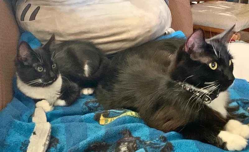 A young medium-sized female Black & White / Tuxedo Norwegian Forest Cat cat named Cinder  a charming for adoption in The Dalles, OR