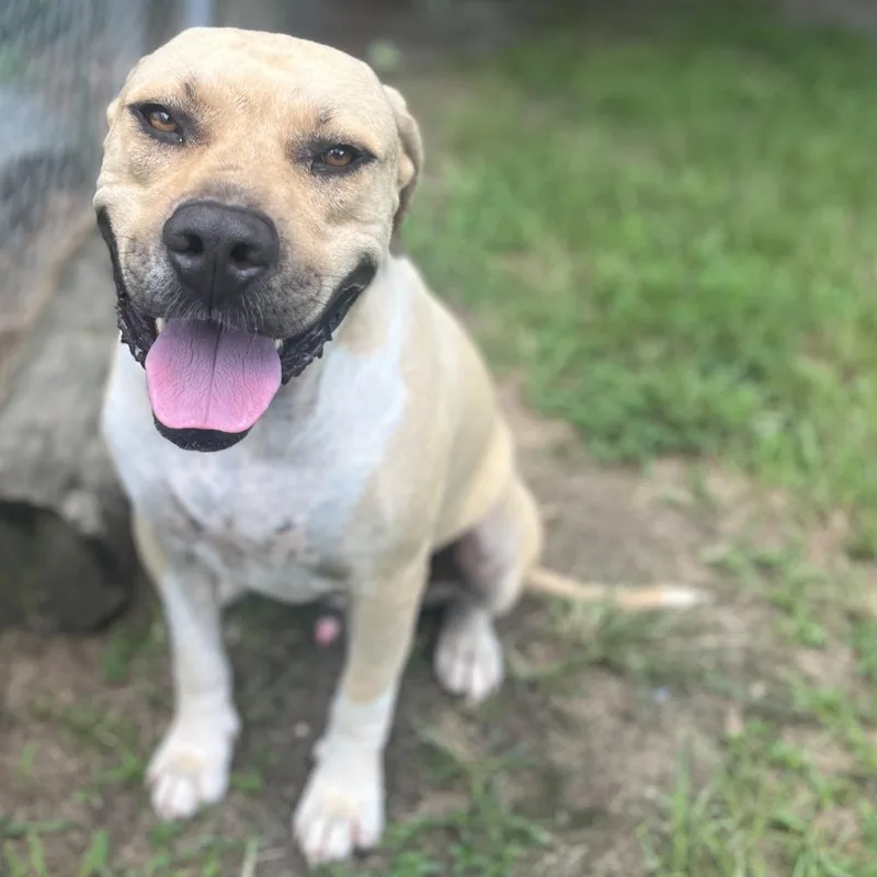 Tank