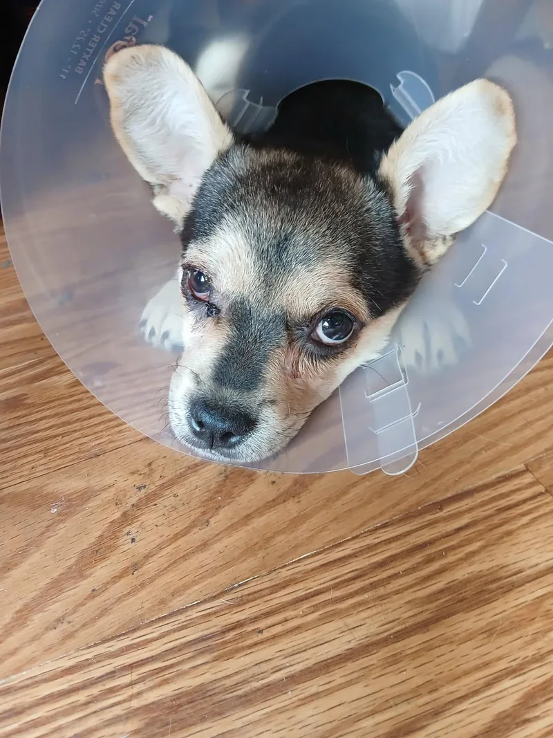 A young small-sized female Chihuahua dog named Cherry for adoption in Mesa, AZ