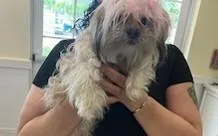 A young medium-sized female Shih Tzu dog named Pink for adoption in Fort Lauderdale, FL