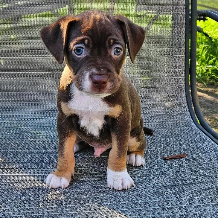 Hank