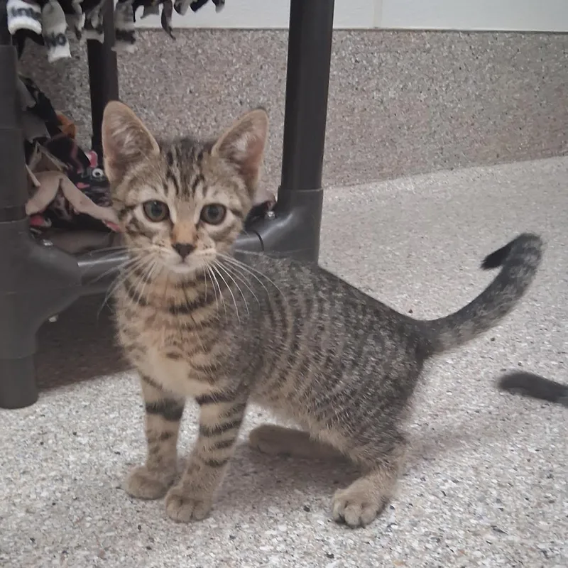 A baby small-sized male Brown / Chocolate Domestic Short Hair cat named Hickory for adoption in Detroit Lakes, MN