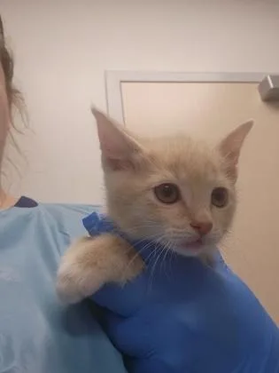 A young small-sized male Domestic Short Hair cat named Fiji for adoption in Roseville, CA