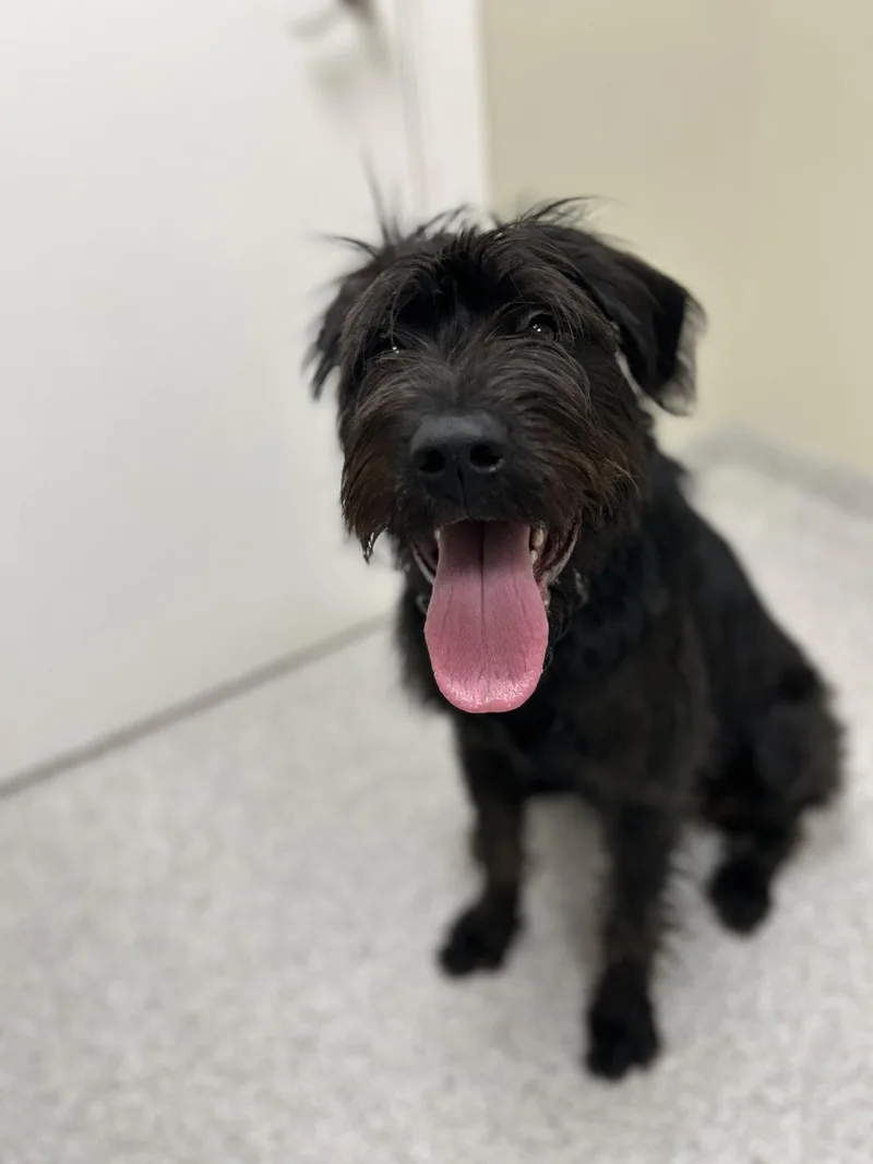 A baby medium-sized female Giant Schnauzer dog named Nyx for adoption in Lancaster, PA