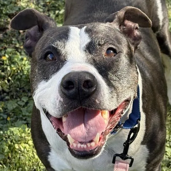 A senior large-sized male Black Mixed Breed dog named Crunch for adoption in Middletown, RI