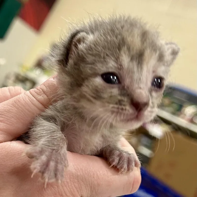 A young medium-sized female Brown / Chocolate Domestic Short Hair cat named Lichen for adoption in Brevard, NC