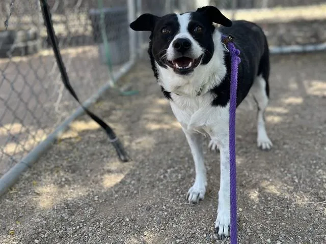 An adult medium-sized female Border Collie dog named Hershey for adoption in Tucson, AZ