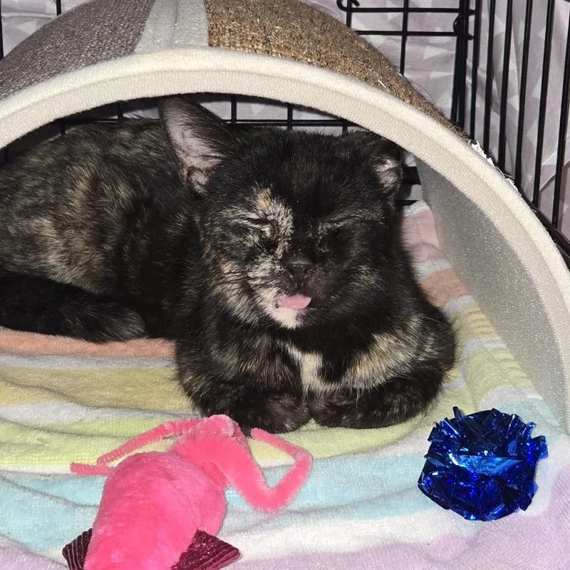 Solstice thumbnail 2