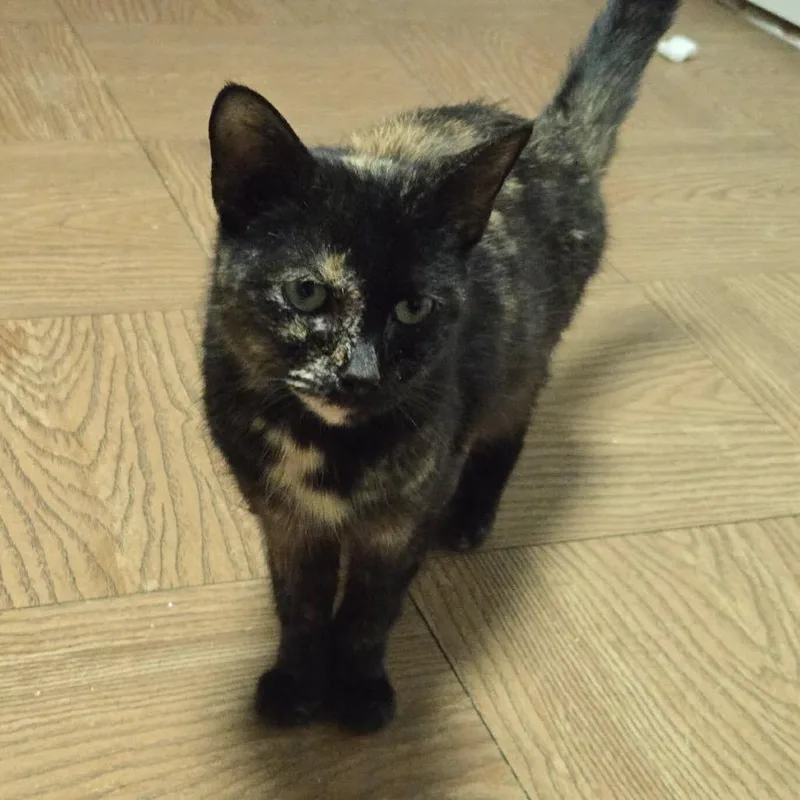 Solstice thumbnail 3