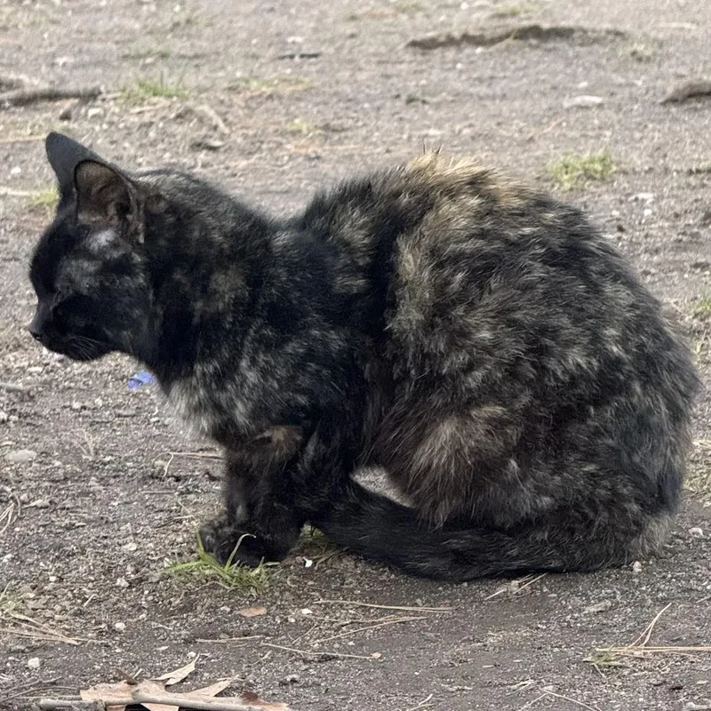 Solstice thumbnail 4