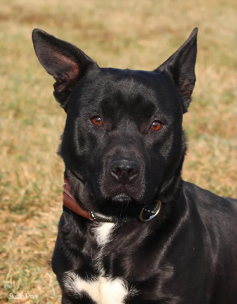 An adult medium-sized male Black Pit Bull Terrier dog named Sparrow for adoption in Bedford, VA