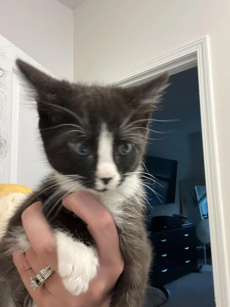 A baby small-sized male Black & White / Tuxedo Domestic Short Hair cat named Ollie for adoption in Salisbury, NC