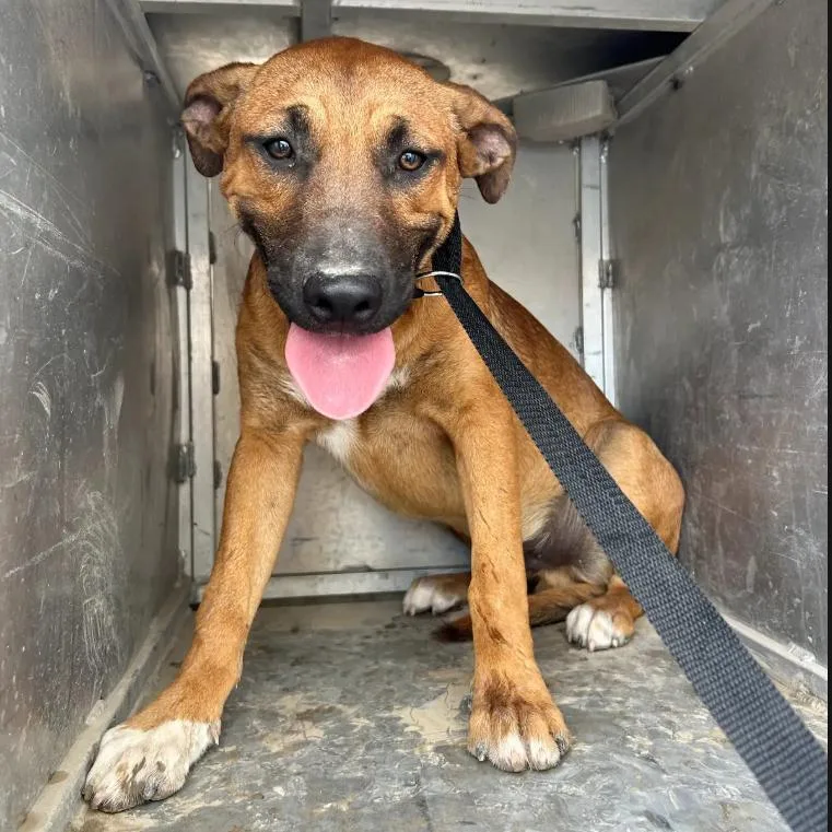 A young medium-sized male Red / Chestnut / Orange German Shepherd Dog dog named Malcolm for adoption in Austin, TX