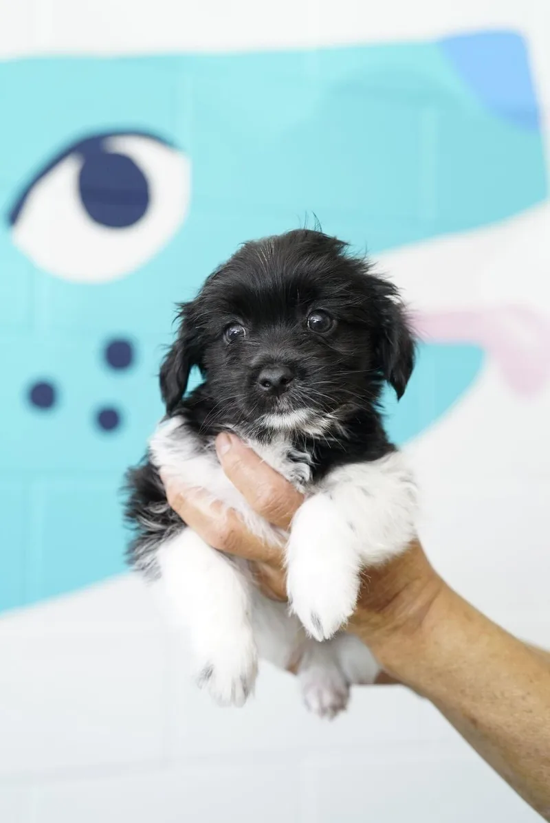 A baby small-sized male Shih Tzu dog named Ben for adoption in Pasadena, CA