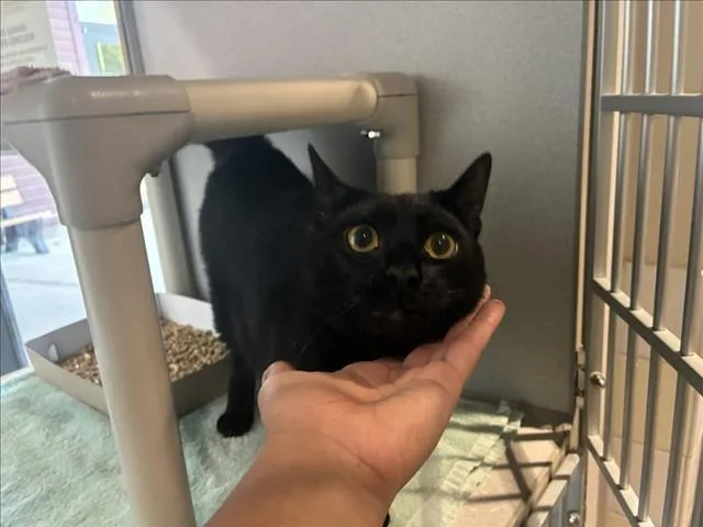 A young medium-sized male Domestic Short Hair cat named Stewart for adoption in Chapel Hill, NC